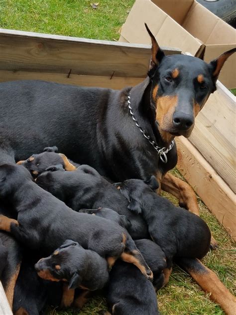 doberman pups for sale near me|doberman puppies for adoption near me.